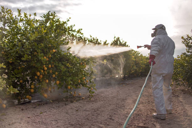 Best Ant Control Services  in South Oroville, CA