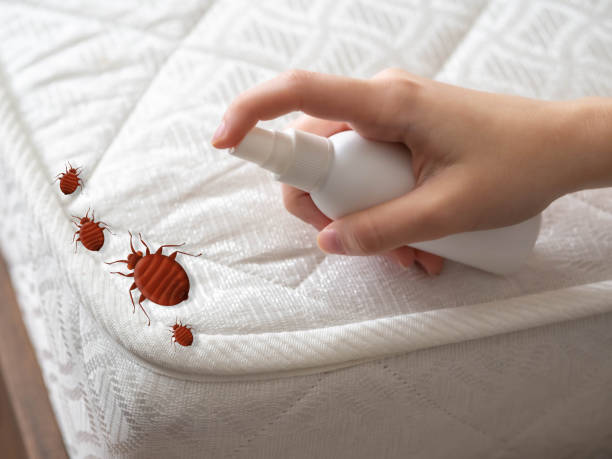 Best Local Pest Control Services  in South Oroville, CA